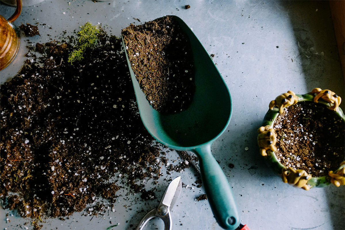 Ako sa postarať o izbové rastliny po zime? Kedy a do čoho ich presadiť? Soil Bros má riešenie!