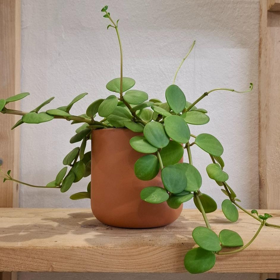 Plant Bros