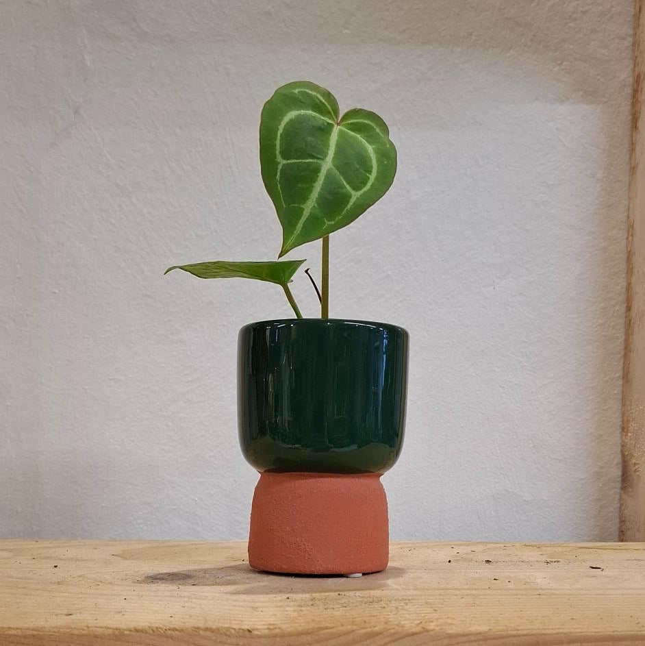Plant Bros