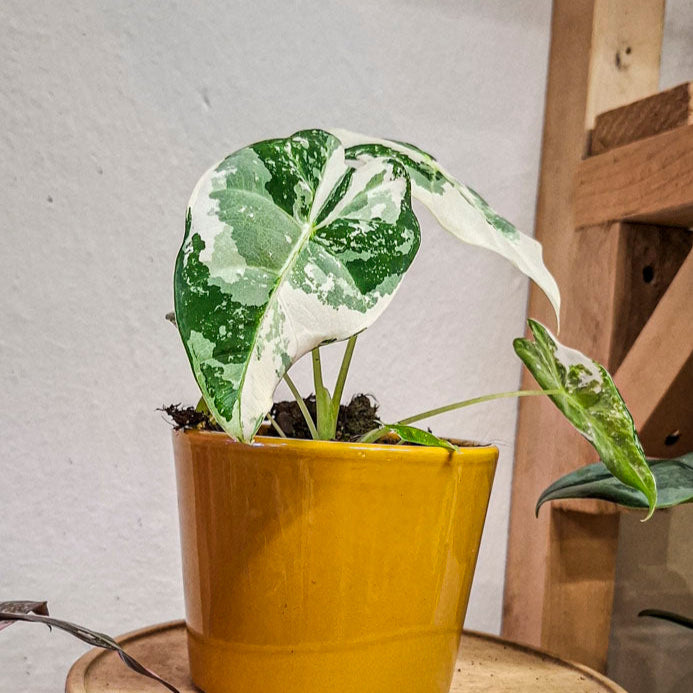 Alocasia Frydek Variegata