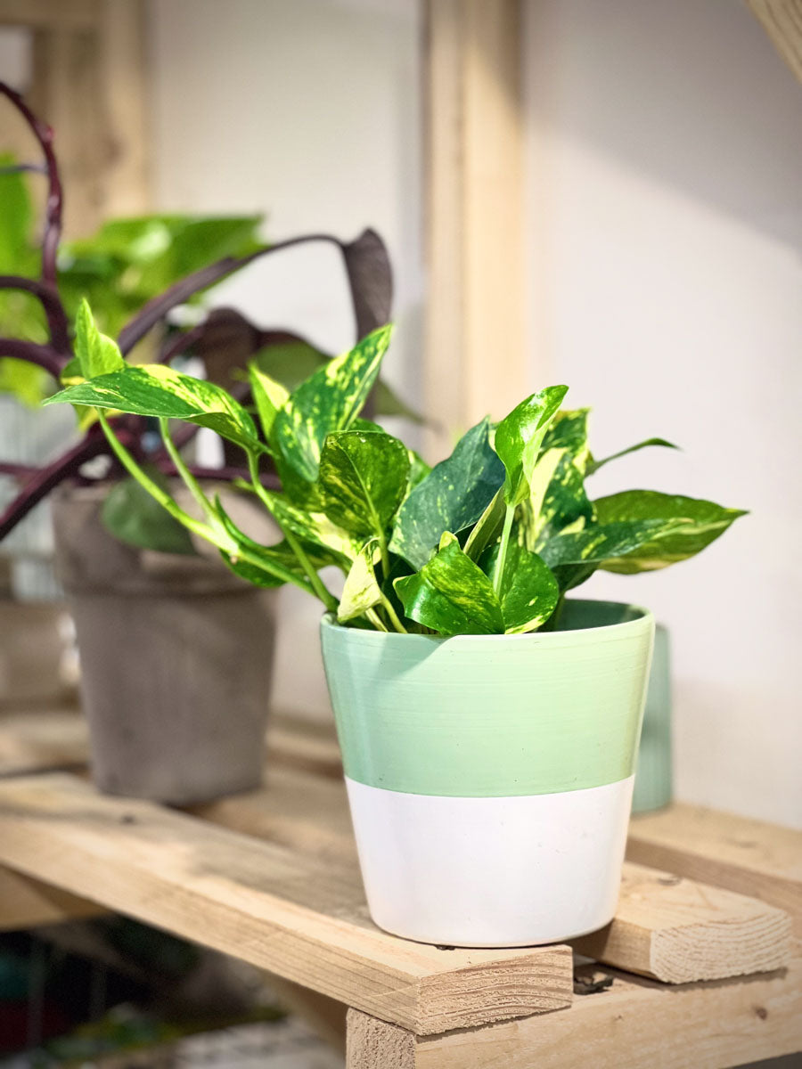 Plant Bros