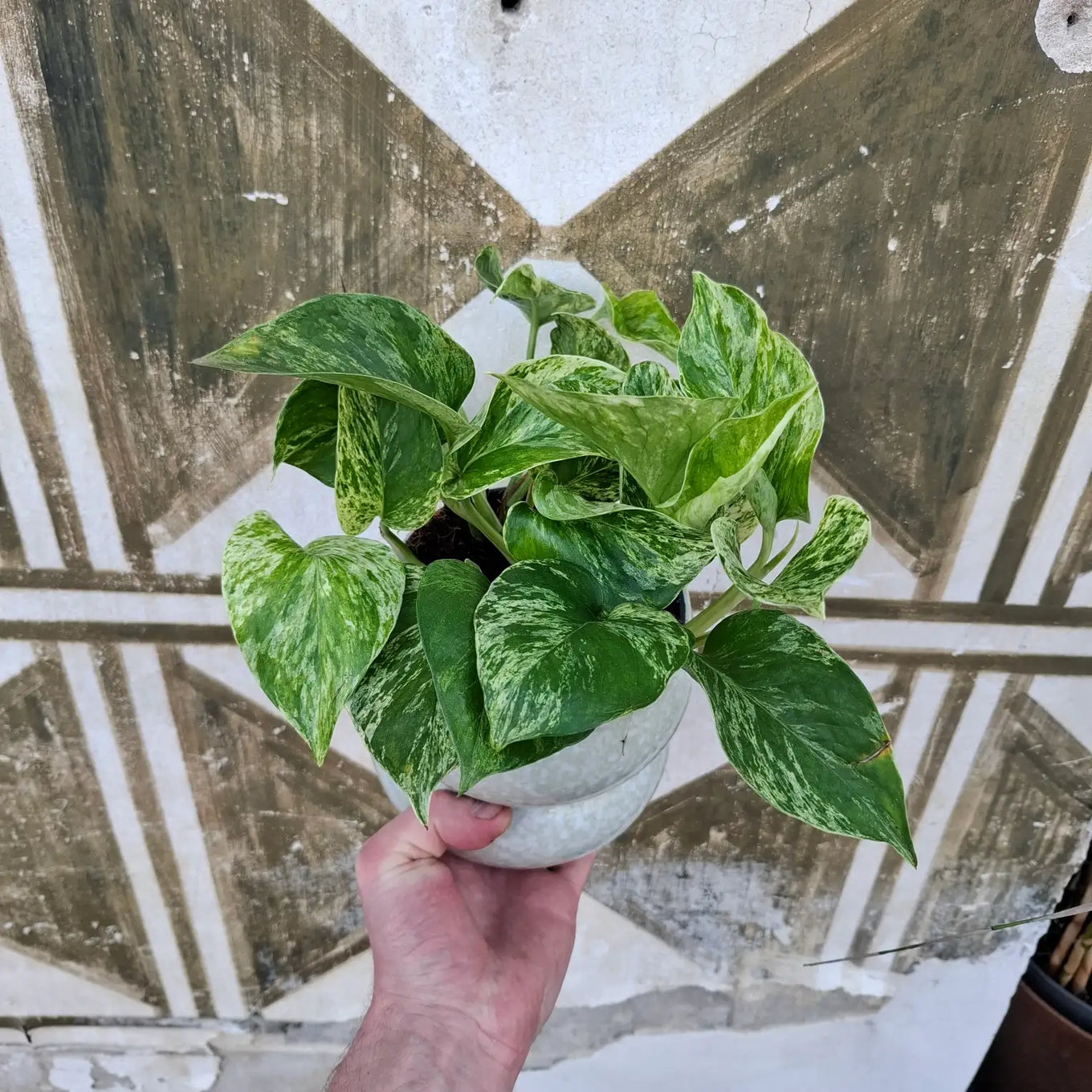Epipremnum "Marble Queen"
