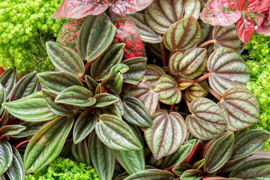 Ako sa starať o peperómie?