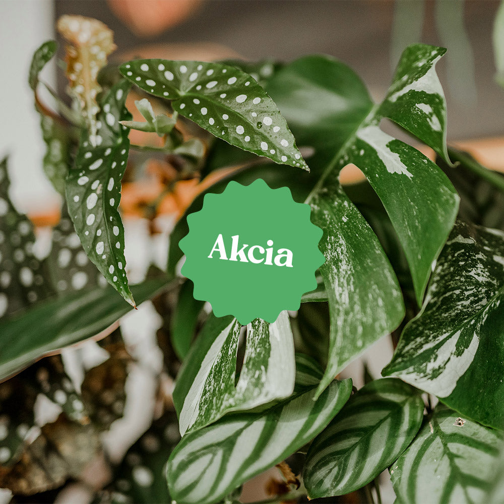 Akcia