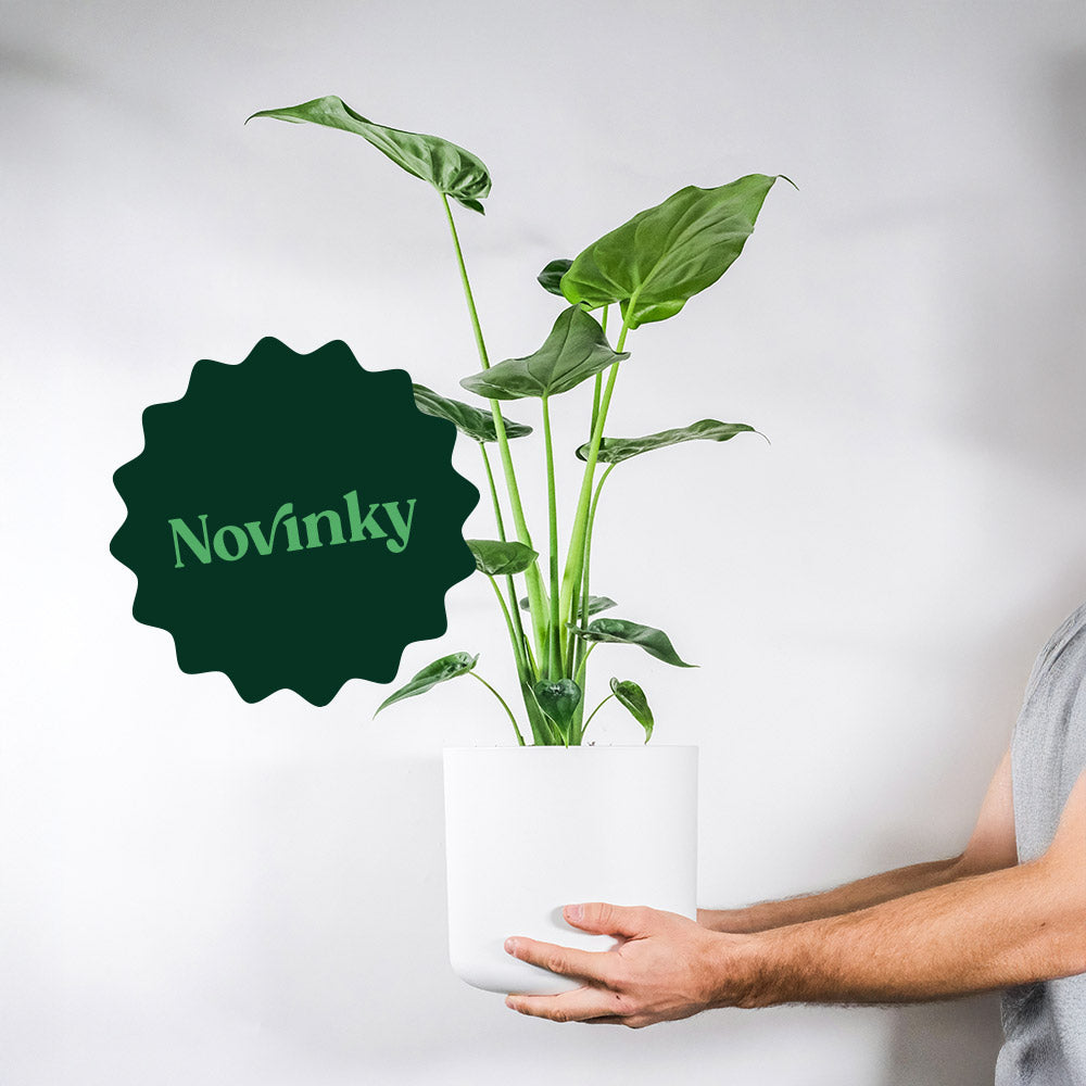 Novinky