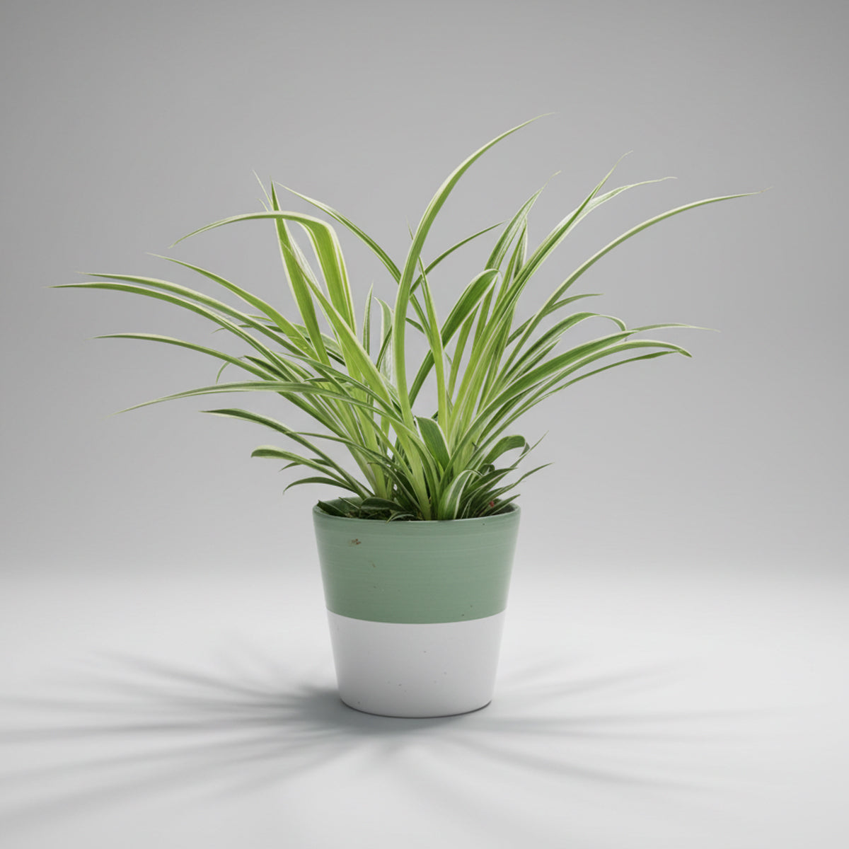 Chlorophytum bichetii