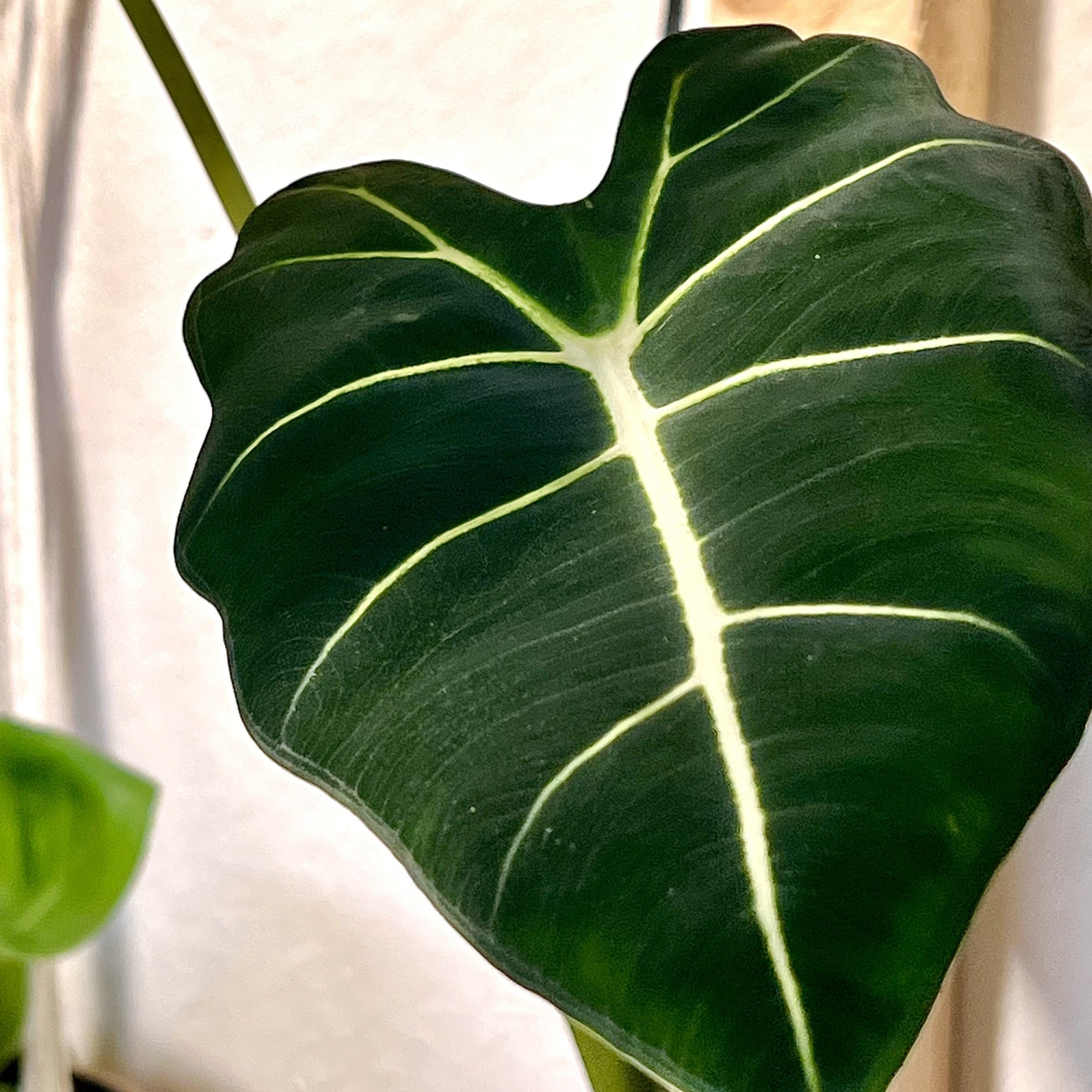 Alocasia Micholitziana Frydek