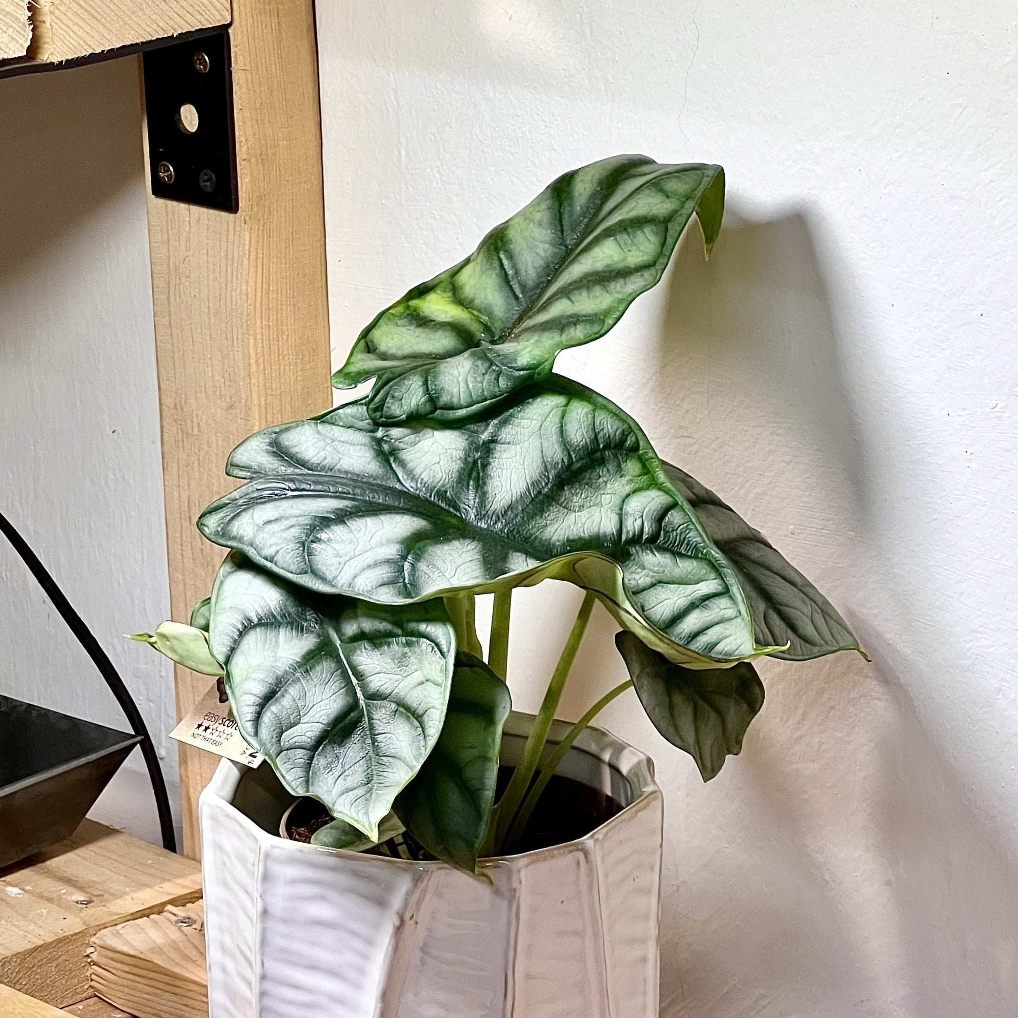 Alocasia Silver Dragon