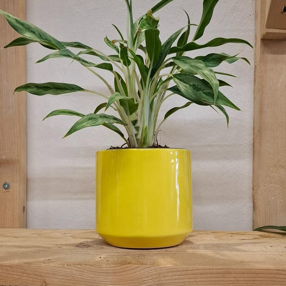 Kvetináč Lego hlava