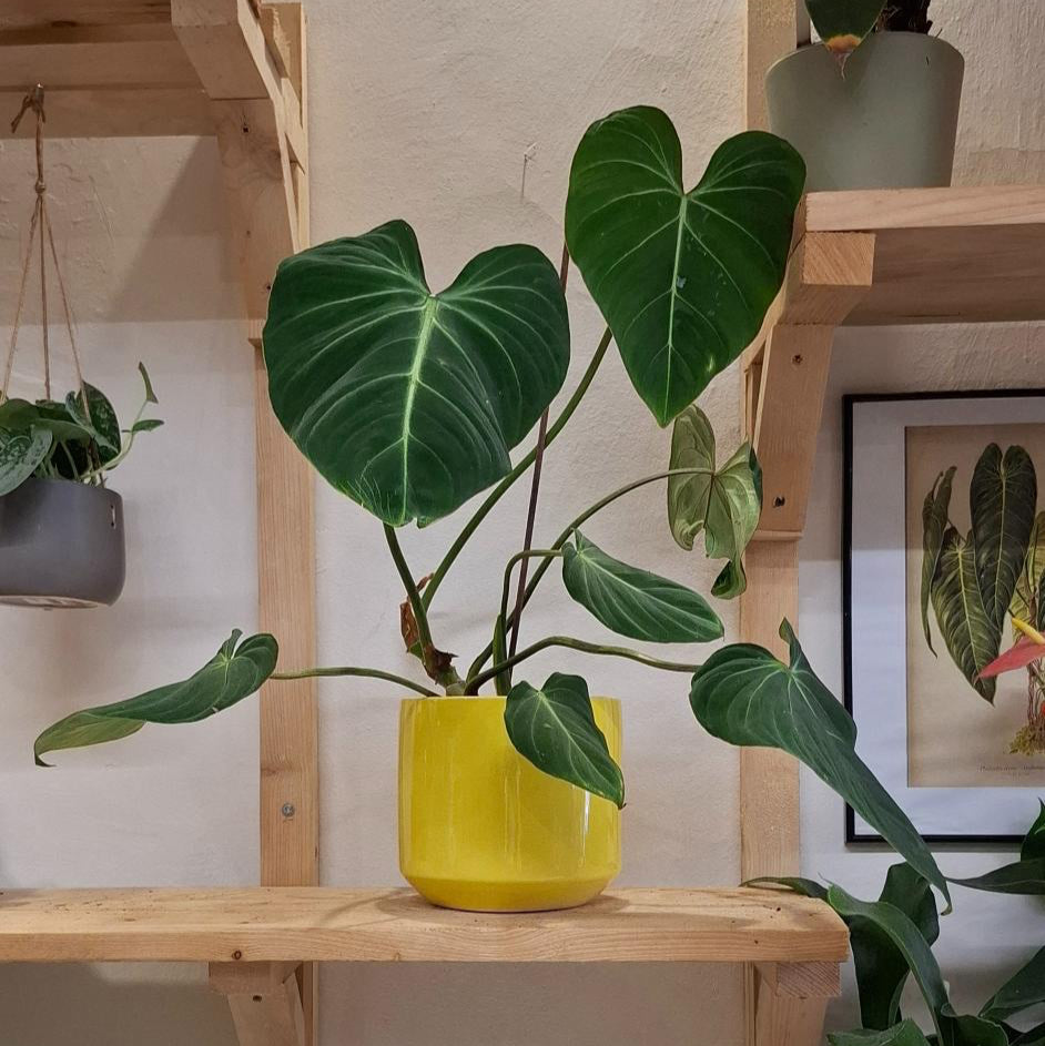 Kvetináč Lego hlava