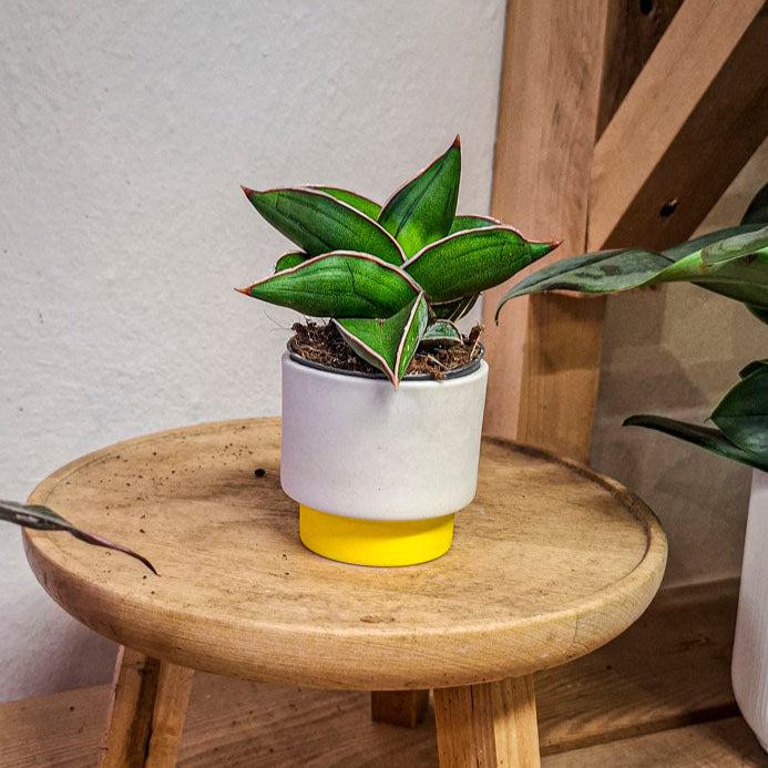 Sansevieria 'Samurai' Mini