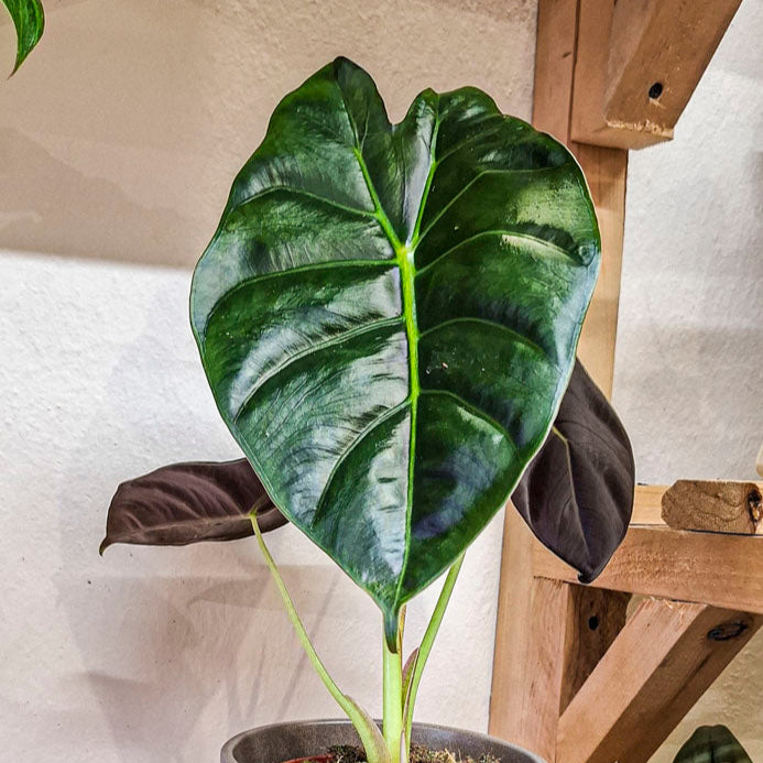 Alocasia Wentii