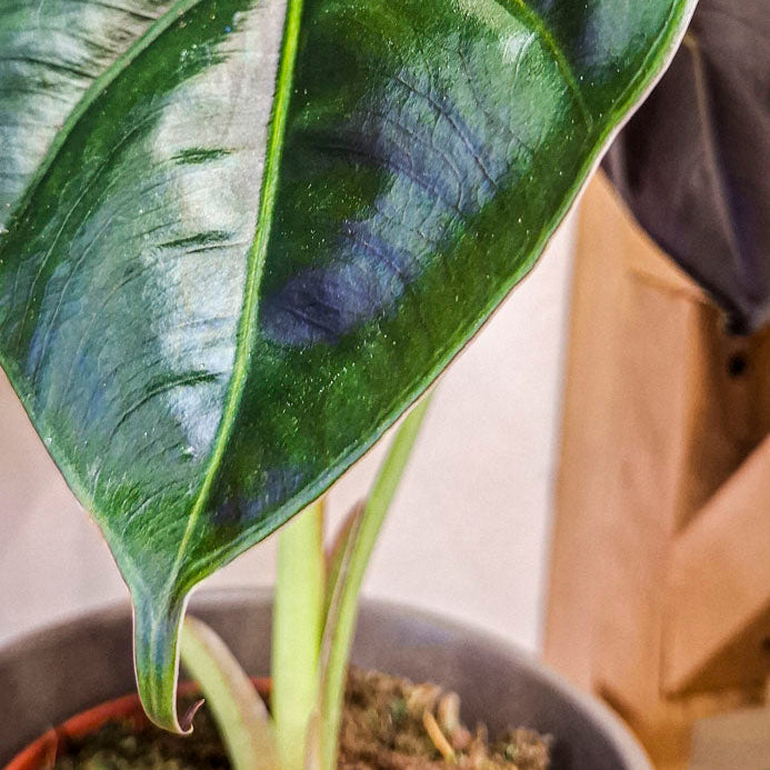 Alocasia Wentii