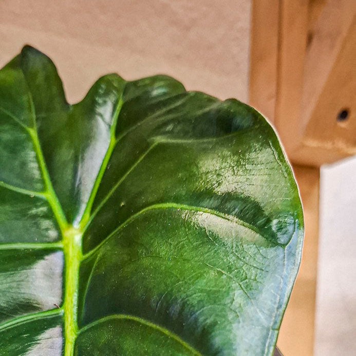 Alocasia Wentii