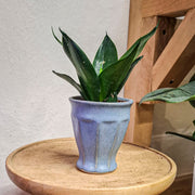 Sansevieria Hahnii Black