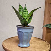 Sansevieria Hahnii