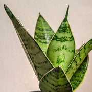 Sansevieria Hahnii Silver