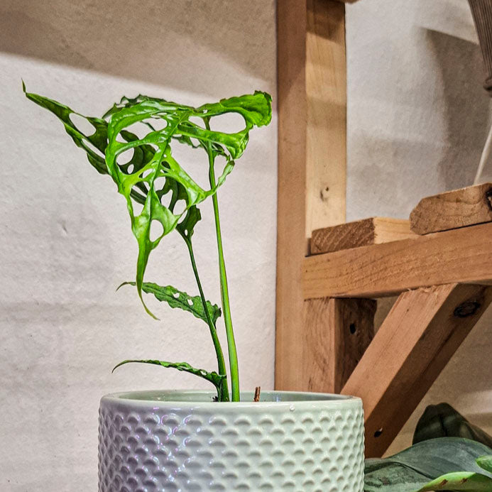 Monstera Obliqua