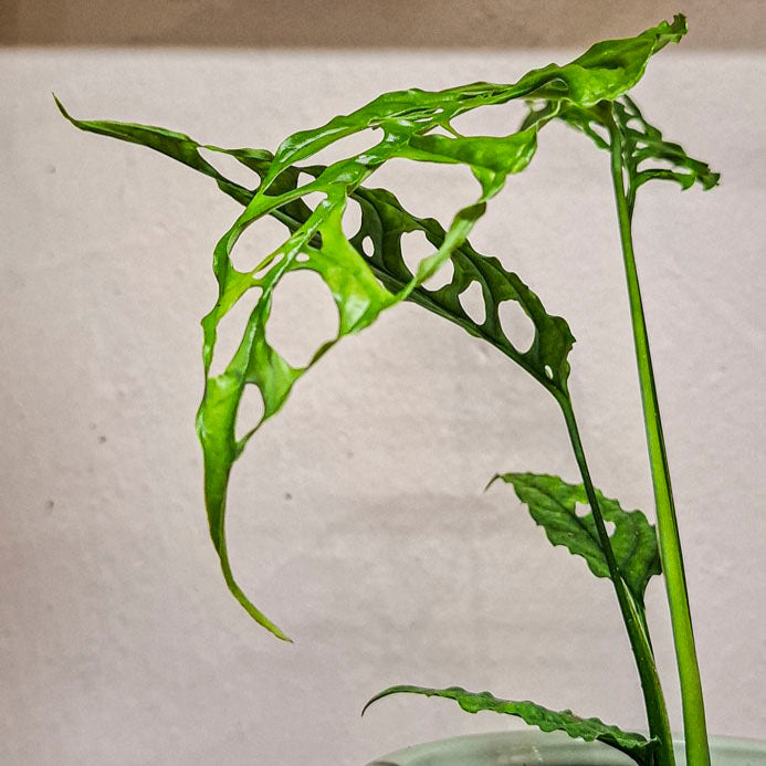 Monstera Obliqua
