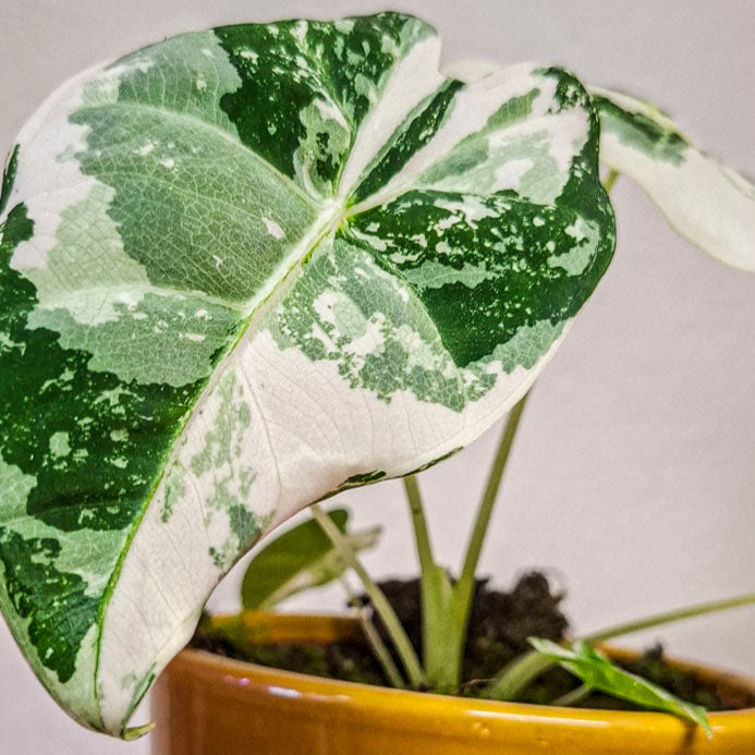 Alocasia Frydek Variegata