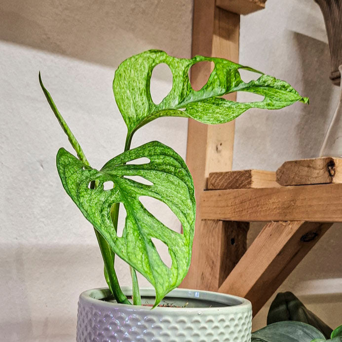 Monstera Adansoni Mint