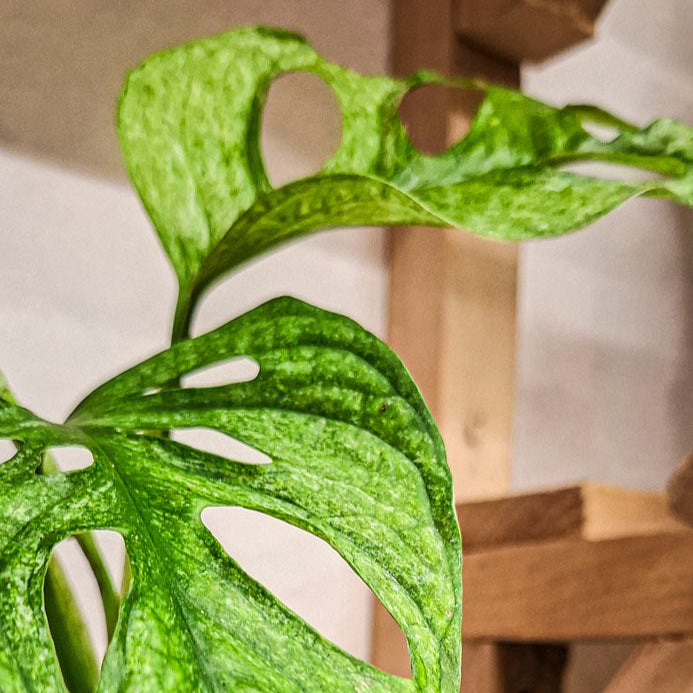 Monstera Adansoni Mint