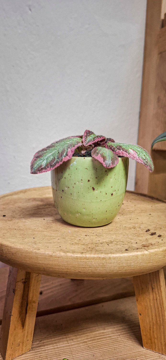 Episcia "Pink Brocade"