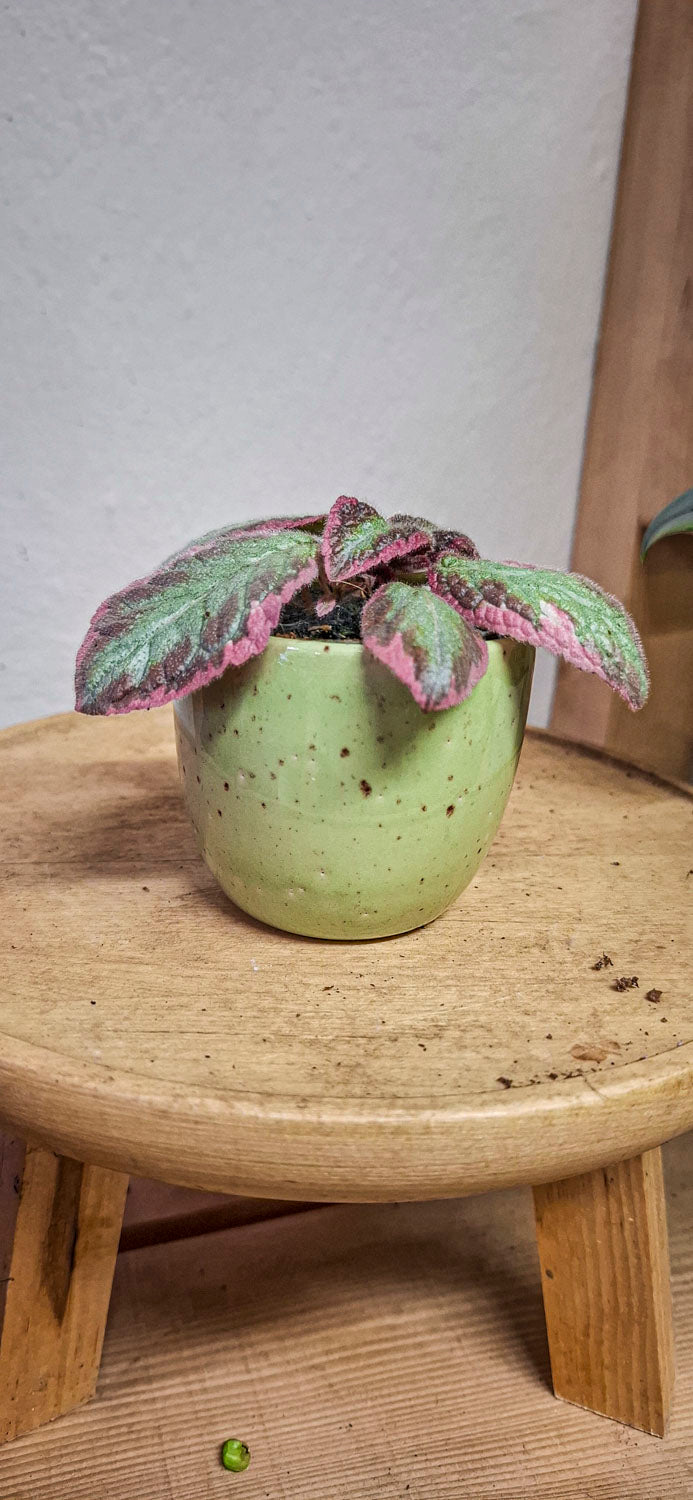 Episcia "Pink Brocade"