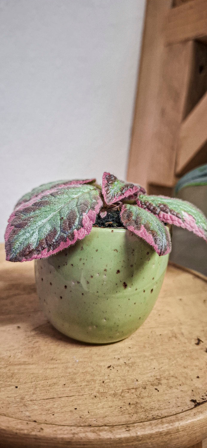 Episcia "Pink Brocade"