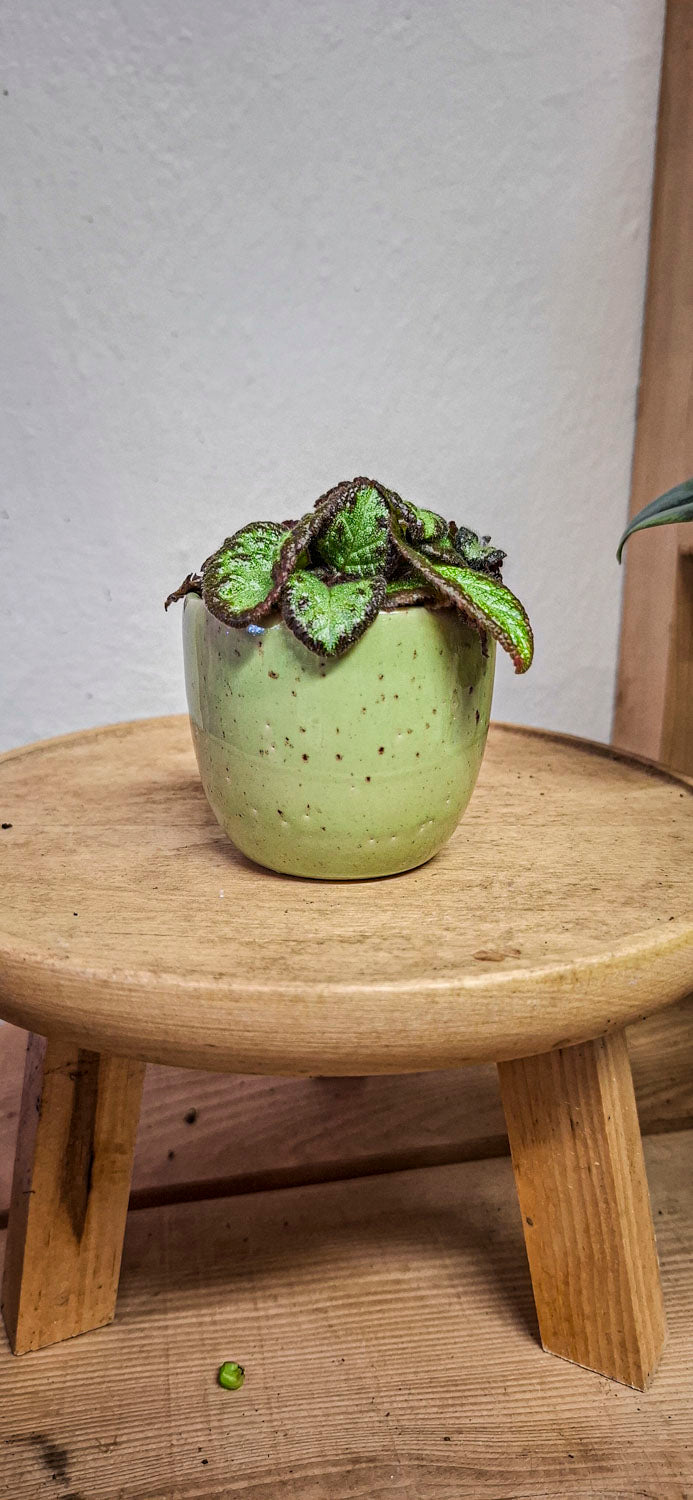 Episcia 'Silver Shield'