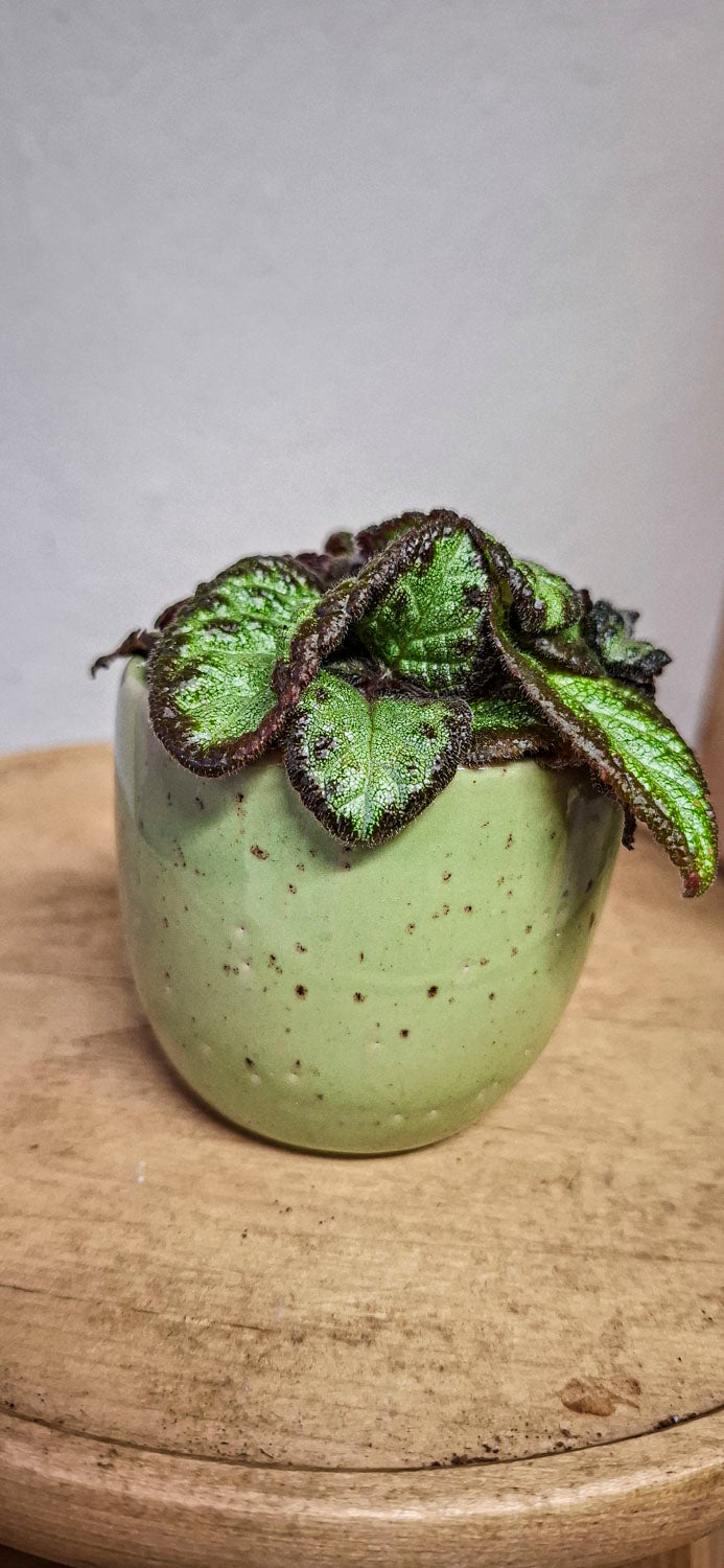 Episcia 'Silver Shield'