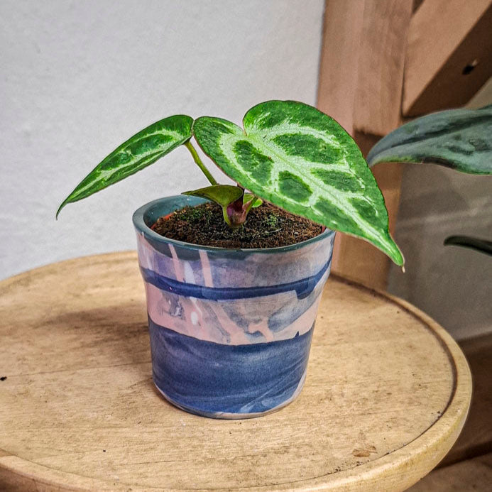 Anthurium Crystallinum Baby
