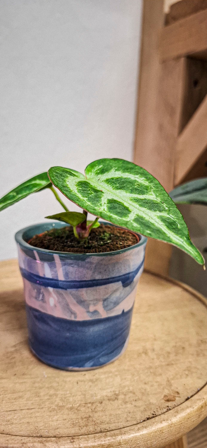 Anthurium Crystallinum Baby