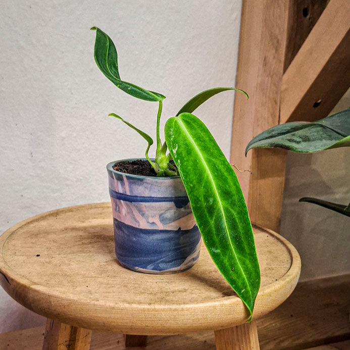 Queen Anthurium Warocqueanum Baby