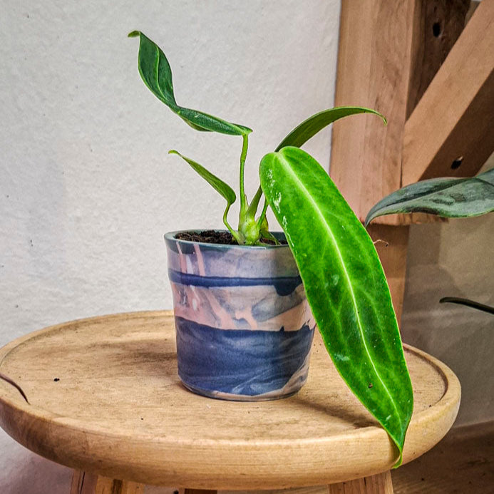 Queen Anthurium Warocqueanum Baby