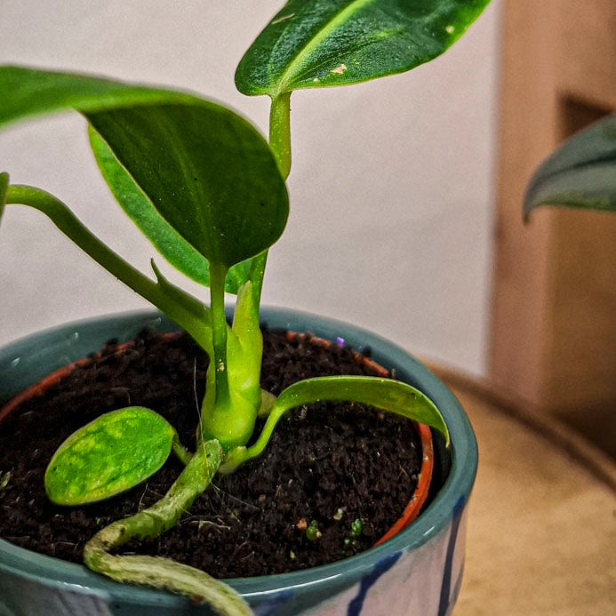 Queen Anthurium Warocqueanum Baby