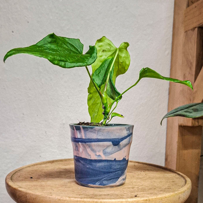 Anthurium NOID Ecuador Baby
