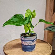 Anthurium NOID Ecuador Baby