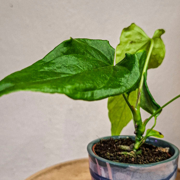 Anthurium NOID Ecuador Baby