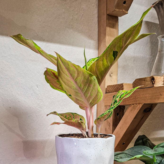 Aglaonema Aqua Green