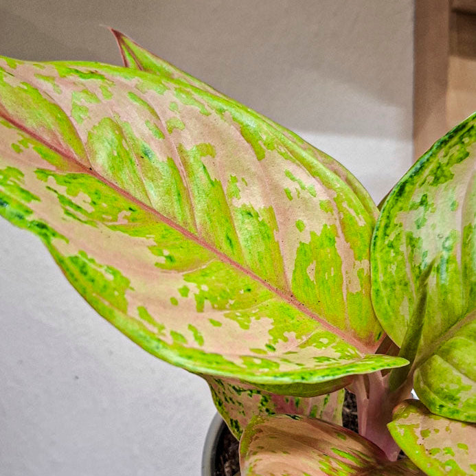 Aglaonema Aqua Green