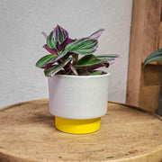 Tradescantia Nanouk Mini