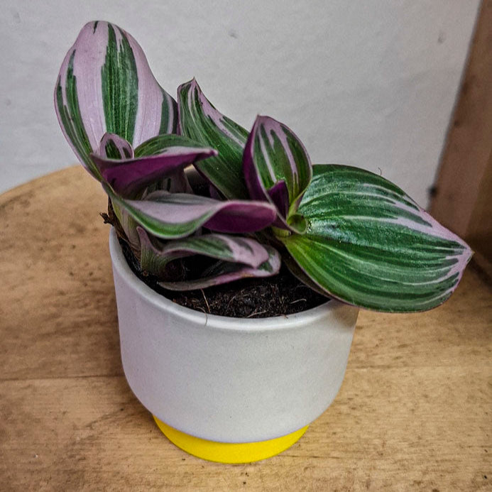 Tradescantia Nanouk Mini