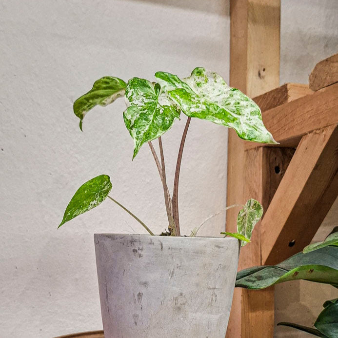 Alocasia Odora Variegata Batik