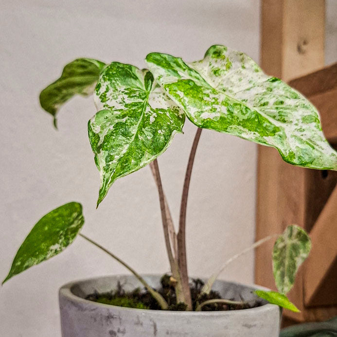 Alocasia Odora Variegata Batik
