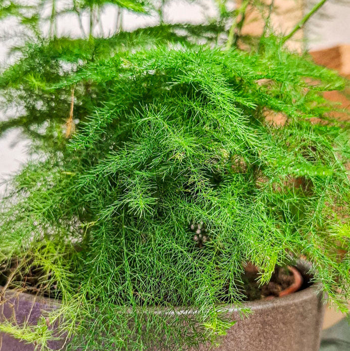 Asparagus Plumosus