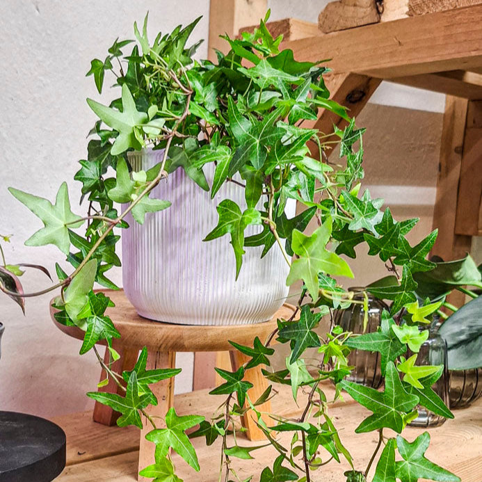 Hedera Jacobine Queen
