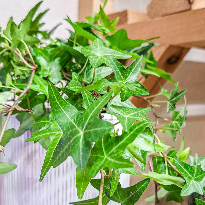 Hedera Jacobine Queen