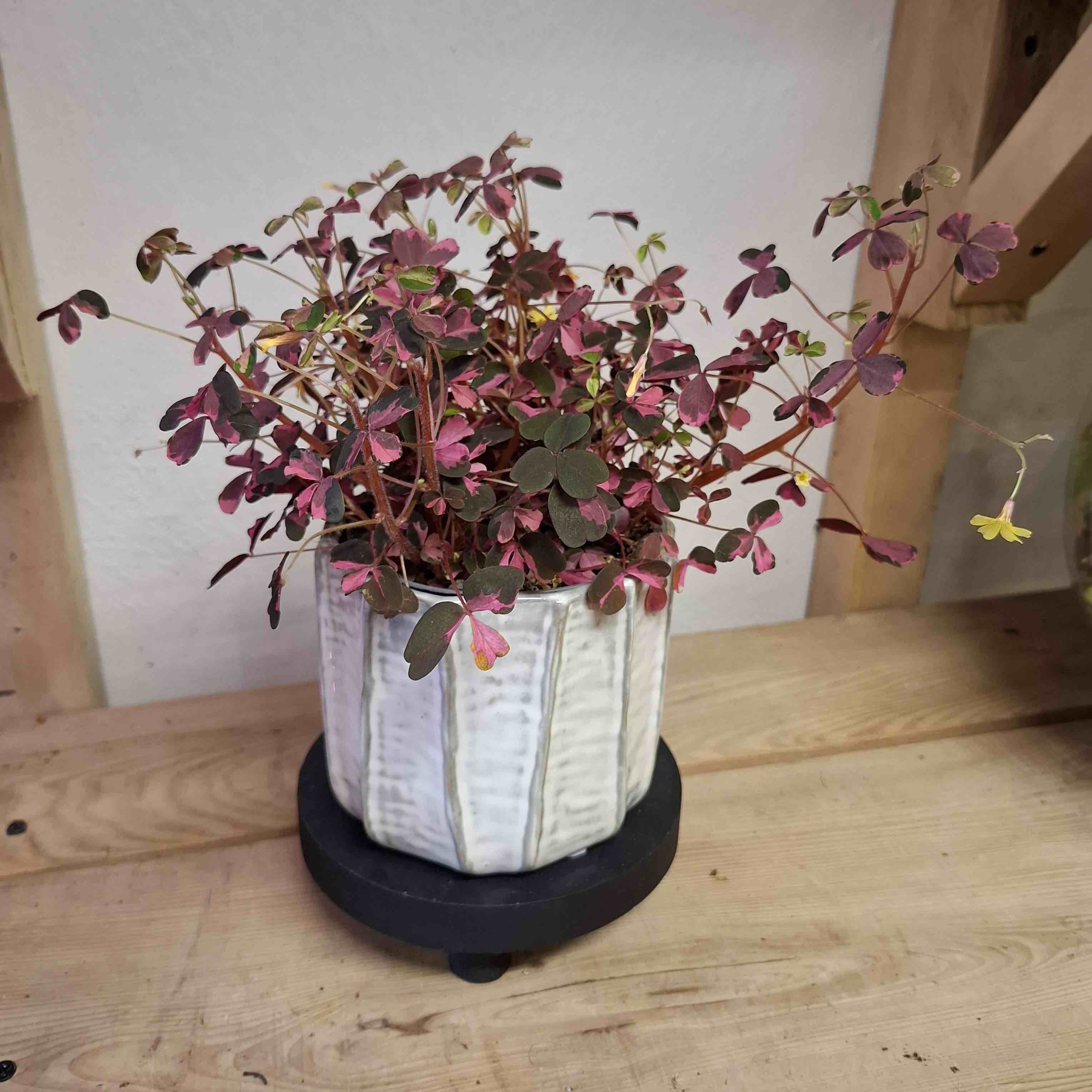 Oxalis Vulcanicola Pink