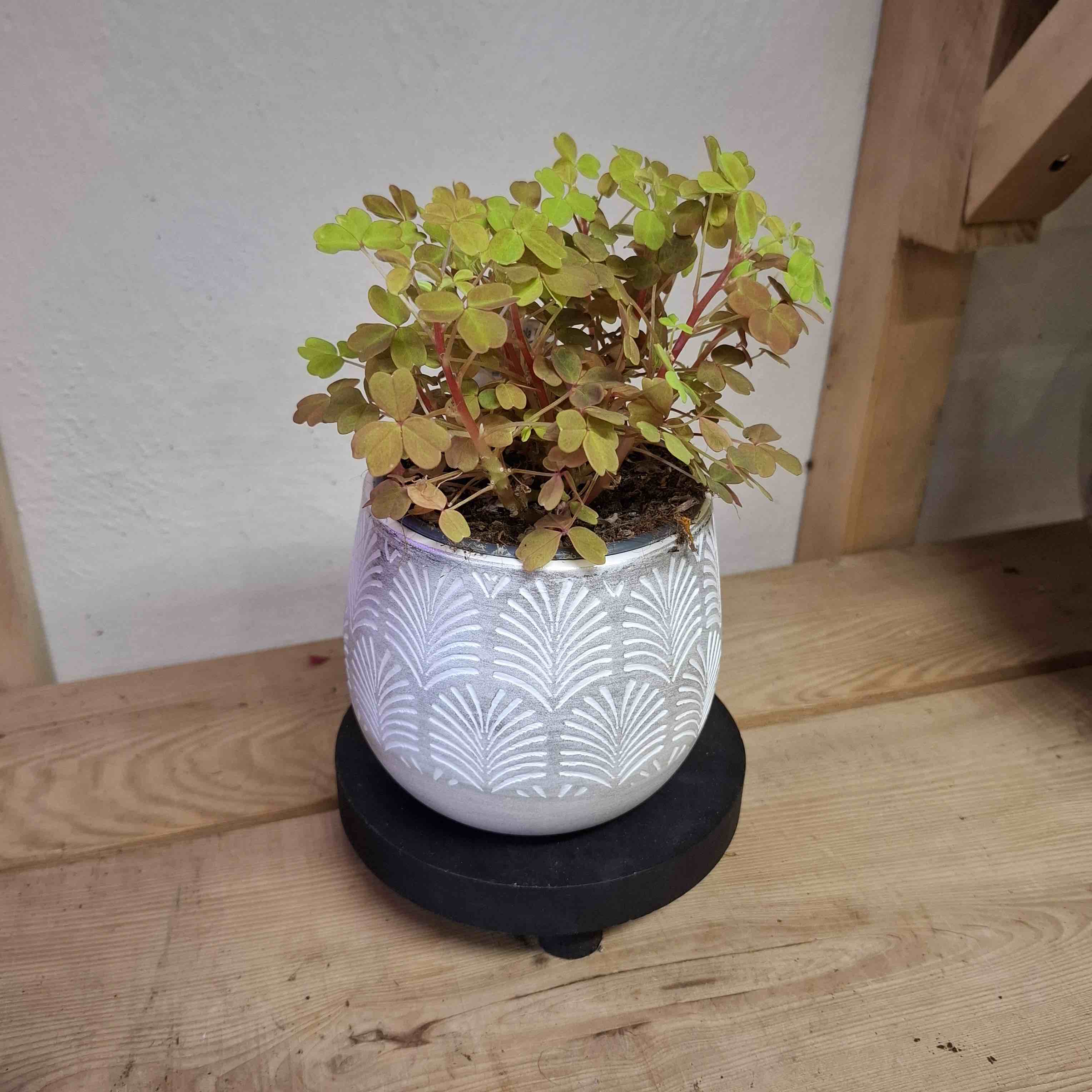 Oxalis Vulcanicola Sunset Velvet